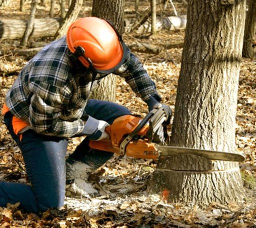 Tree Removal in Berwick, ME